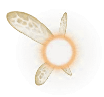 Tatl, the MM fairy, floating around